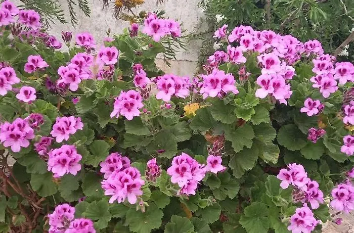 Bbmontejunto Отель типа 